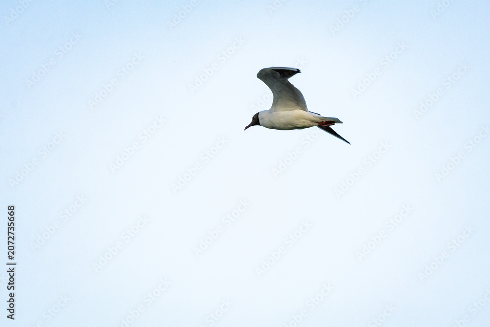Fototapeta premium Open lake glittering with sunset tones holds a gull poised with wings raised the surface patterns spread outward and the bright backlit plumage adds a touch of ceremony to this tranquil pause