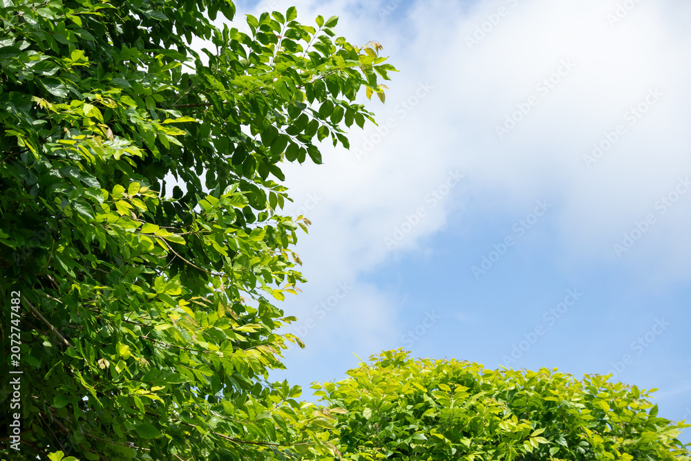 Fototapeta premium Lush green leaves texture background in natural sunlight