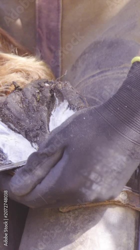 Trimming frog and sole of hoof close up