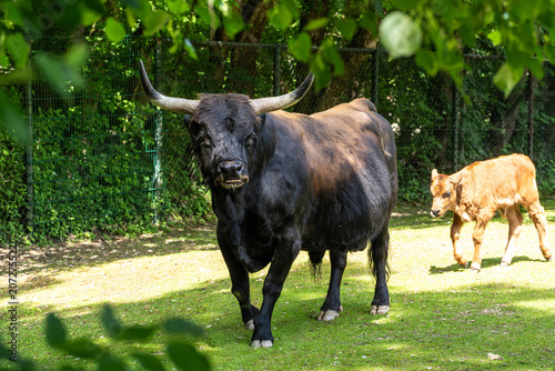 Fotografi Heck cattle, Bos primigenius taurus or aurochs in a German park