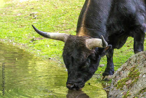 Schilderij op canvas Heck cattle, Bos primigenius taurus or aurochs in a German park