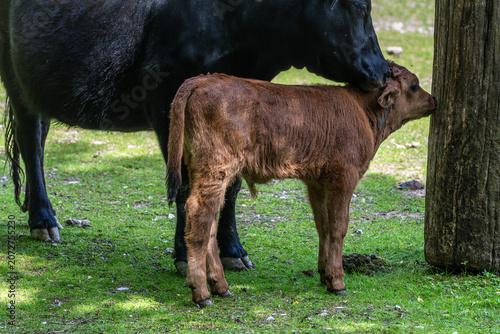 Tableau sur toile Family of Heck cattle, Bos primigenius taurus or aurochs in a German park