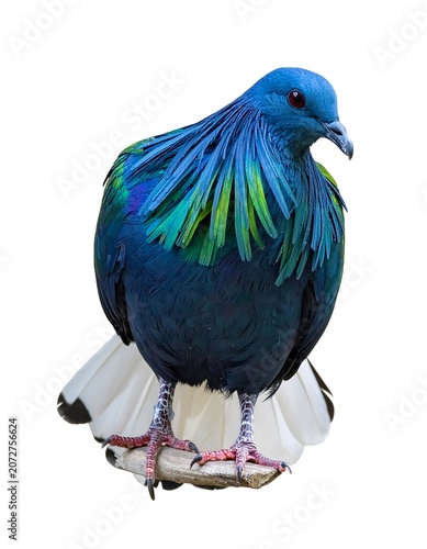 Exotic blue iridescent bird perched on a branch detailed feathers