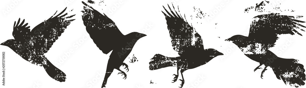 Obraz premium silhouettes of four flying crows in various dynamic poses against white background