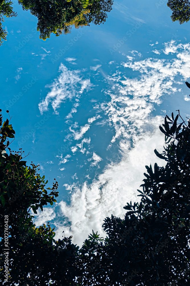 Fototapeta premium A vibrant, low-angle shot looking up at a bright blue sky filled with wispy white clouds, framed by the lush green canopy and silhouettes of surrounding forest trees