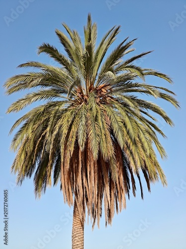 Palm Tree against Clear Blue Sky