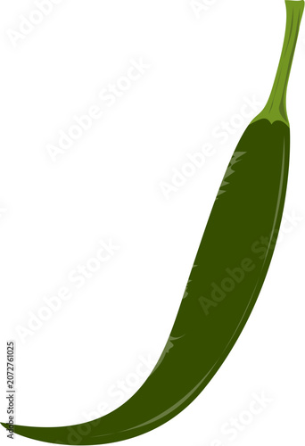 vector illustration of a green chili