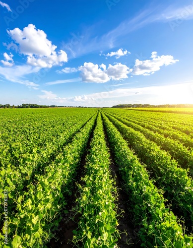 Expansive green agricultural field under blue sky with sunlight