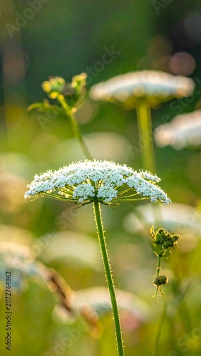 Delicate white wildflower bloom in soft sunlight outdoor meadow
