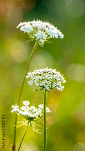 Delicate white wildflowers bloom in soft natural sunlight with green blurred background