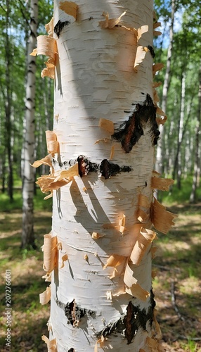 Birch tree bark texture detail in natural forest setting