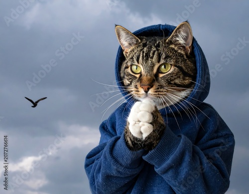 A cat in a hoodie posing with a thoughtful expression