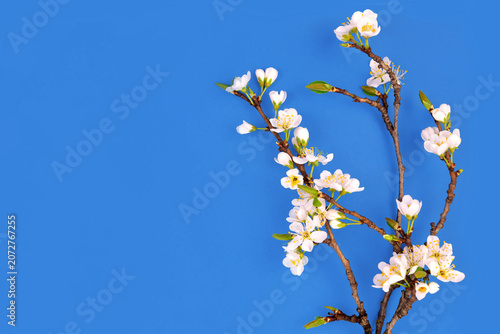 Cherry Blossom Branch With White Flowers Against a Bright Blue Background During Spring