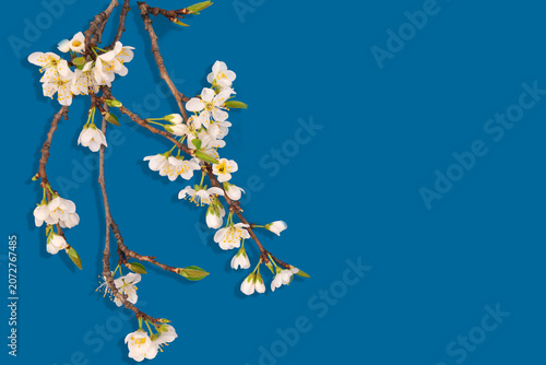 Cherry Blossom Branches With White Flowers on a Blue Background During Spring Season