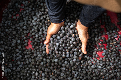 Photography Close up top view of farmer hands scooping a large pile of freshly harvested organic acai berries in a red container