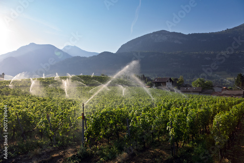 Cuadro en lienzo Jets d'eau pour l'irrigation du vignoble du Valais en Suisse