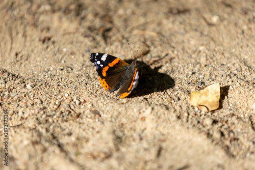 Butterfly sun admiral, Vanessa. Beautiful orange butterfly on the sand