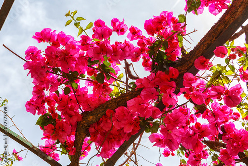 Spain, Valencia, pink bright bushes of bougainvillea flowers