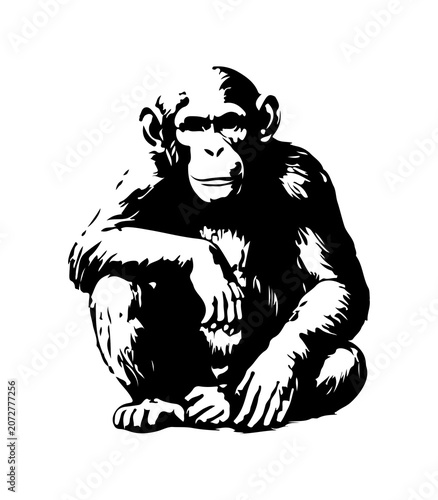 Photography Simple hand drawn chimpanzee monkey sketch, engraved primate ape mammal animal illustration