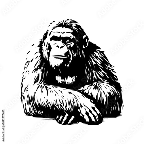 Photography Simple hand drawn chimpanzee monkey sketch, engraved gorilla primate ape mammal animal illustration