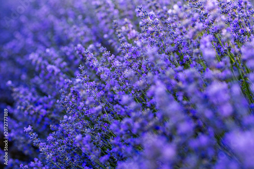 Beautiful Lavender Flower Close Up, Fragrant Purple Lavender Blossom in Bloom, Aromatic Medicinal Plant, Summer Garden Floral Nature Background