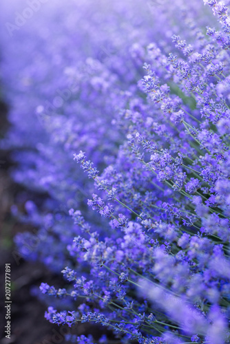 Beautiful Lavender Flower Close Up, Fragrant Purple Lavender Blossom in Bloom, Aromatic Medicinal Plant, Summer Garden Floral Nature Background