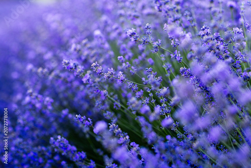 Beautiful Lavender Flower Close Up, Fragrant Purple Lavender Blossom in Bloom, Aromatic Medicinal Plant, Summer Garden Floral Nature Background