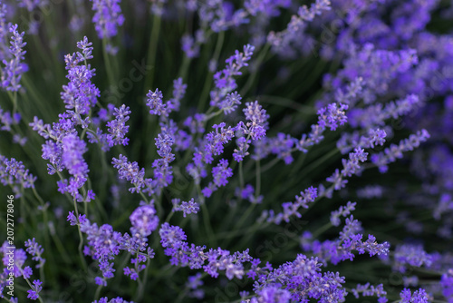 Beautiful Lavender Flower Close Up, Fragrant Purple Lavender Blossom in Bloom, Aromatic Medicinal Plant, Summer Garden Floral Nature Background