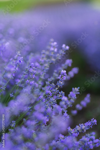 Beautiful Lavender Flower Close Up, Fragrant Purple Lavender Blossom in Bloom, Aromatic Medicinal Plant, Summer Garden Floral Nature Background