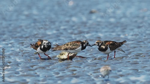 牡蠣殻に集まるキョウジョシギ