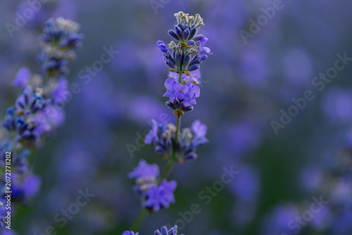 Beautiful Lavender Flower Close Up, Fragrant Purple Lavender Blossom in Bloom, Aromatic Medicinal Plant, Summer Garden Floral Nature Background