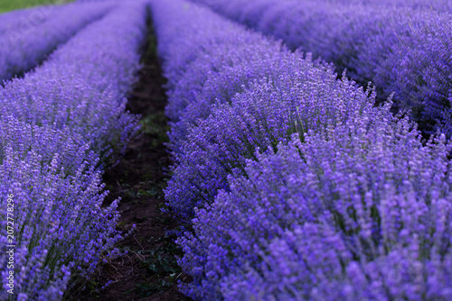 Beautiful Lavender Flower Close Up, Fragrant Purple Lavender Blossom in Bloom, Aromatic Medicinal Plant, Summer Garden Floral Nature Background