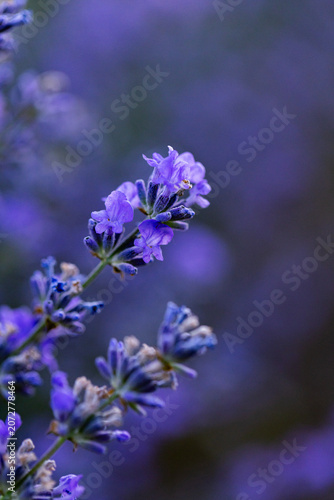 Beautiful Lavender Flower Close Up, Fragrant Purple Lavender Blossom in Bloom, Aromatic Medicinal Plant, Summer Garden Floral Nature Background