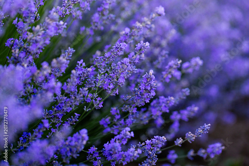 Beautiful Lavender Flower Close Up, Fragrant Purple Lavender Blossom in Bloom, Aromatic Medicinal Plant, Summer Garden Floral Nature Background