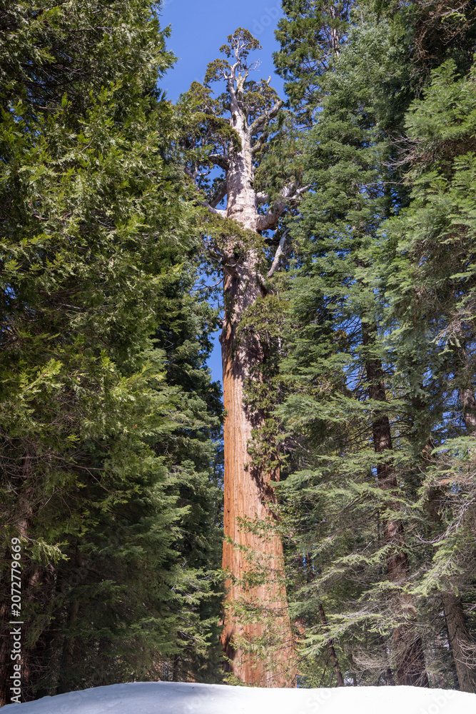 Fototapeta premium Giant sequoia tree with path in forest winter snow landscape