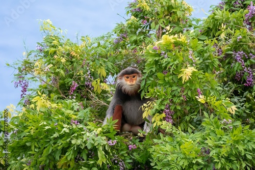 Vászonkép Red-shanked Douc Langur (Pygathrix nemaeus) in Son Tra Nature Reserve, Da Nang,