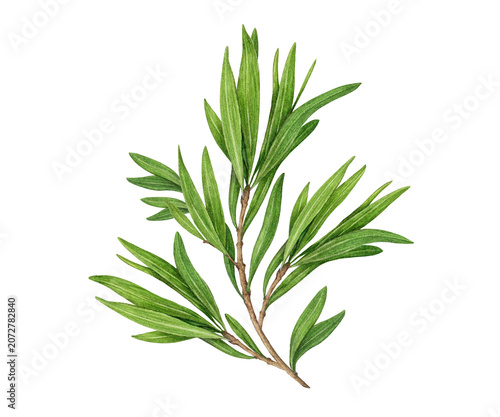 Tableau sur toile Watercolor tea tree branch with aromatic green leaves isolated on background