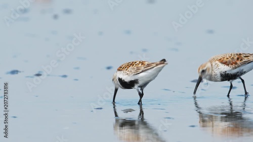 採餌する夏羽のハマシギ