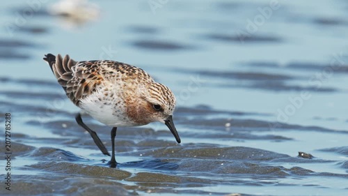 採餌する夏羽のトウネン (スローモーション)