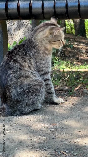 cat on the fence
