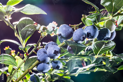 Blueberries Growing on Blueberry Bush