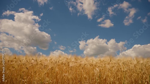 Mature barley plants illuminated by natural sunlight in open countryside. Grain farming, crop yield, food production and agricultural industry theme. 4K.