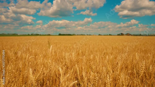 A golden wheat field stretches into soft sunlight, showing ripening ears of grain and tall stalks ready for harvest, 4K.
