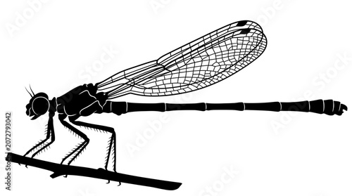 Obraz na płótnie Black dragonfly insect side view profile.
