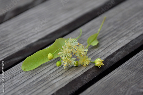 Linden thee (Tilia) delicate yellow blossoms inflorescence on weathered wooden table surface.  Nature, summer, natural  environment, heathy plant.  
