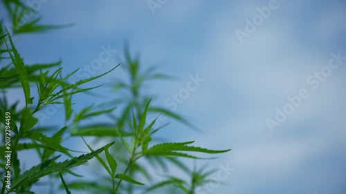 Vibrant green cannabis hemp leaves reaching toward a clear blue sky, conveying natural growth, outdoor agriculture and medicinal plant themes, 4K