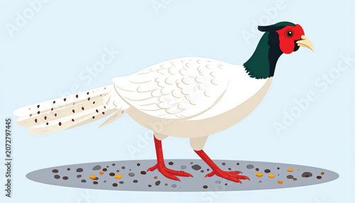 White Pheasant Bird Closeup Side View.