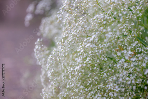 Soft selective focus of small, tiny white flowers Common baby's-breath in garden, Gypsophila paniculata is a species of flowering plant in the family Caryophyllaceae, Natural floral texture background