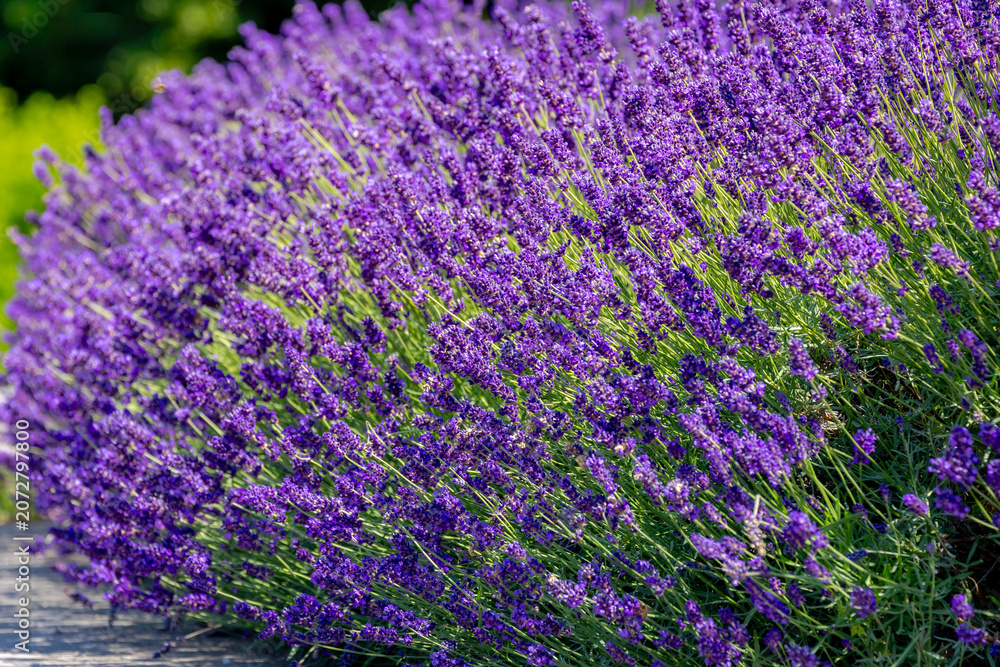Obraz premium Selective focus a bush of purple violet blue flowers in the garden with soft sunlight in the afternoon, Lavender is flowering plants in the mint family of Lamiaceae, Natural floral pattern background.