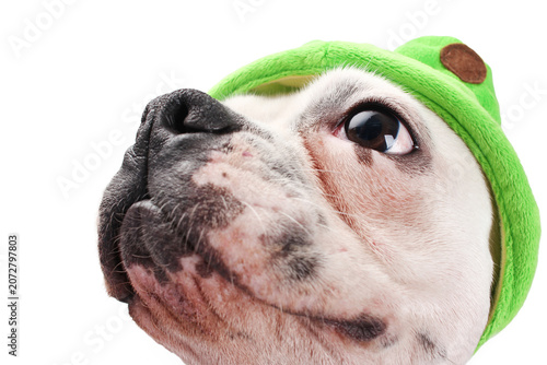 Fotografie French Bulldog Face Close-Up